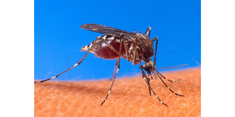 Gobierno de Tlaquepaque emite recomendaciones para hacer frente al dengue