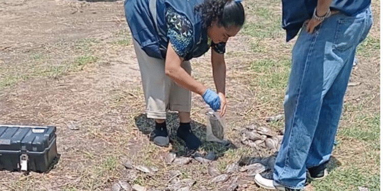 Realiza PROEPA inspección conjunta con ASICA en el Río Blanco por presencia de peces muertos