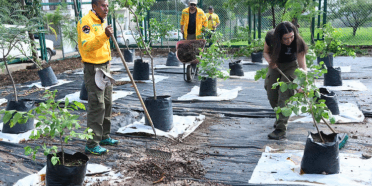 Arranca la temporada de reforestación 2025 en Zapopan