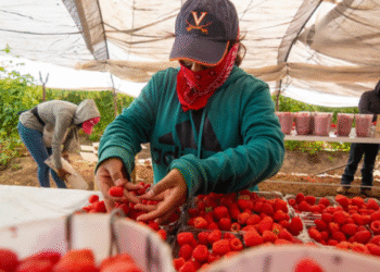 Arranca convocatoria para canalizar crédito a pequeños productores de berries en Jalisco 
