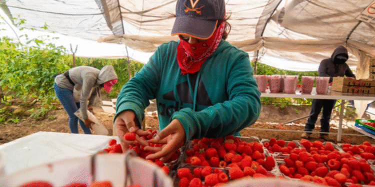 Arranca convocatoria para canalizar crédito a pequeños productores de berries en Jalisco 