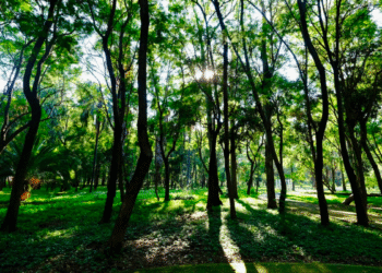 Presenta AMBU resultados de censos forestales en sus parques y bosques urbanos