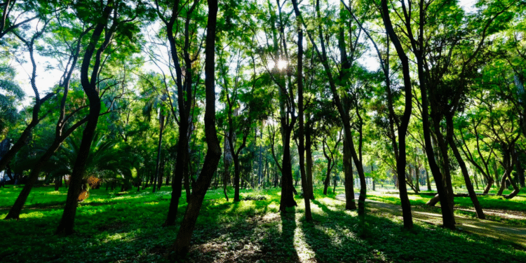 Presenta AMBU resultados de censos forestales en sus parques y bosques urbanos