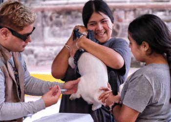 Benefician Brigadas Yo Jalisco a más de 450 animales de compañía con vacunas y esterilización
