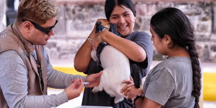 Benefician Brigadas Yo Jalisco a más de 450 animales de compañía con vacunas y esterilización