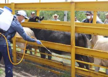 Listo primer corral para detección del Gusano Barrenador del Ganado en Jalisco