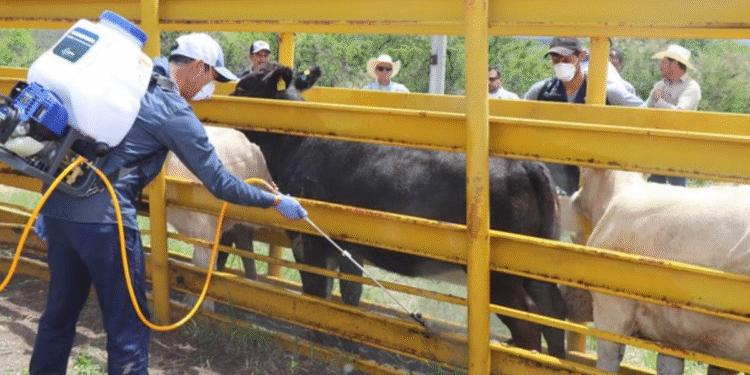 Listo primer corral para detección del Gusano Barrenador del Ganado en Jalisco