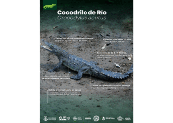 Presentan avances de estrategia para la convivencia responsable humano- cocodrilo en Puerto Vallarta