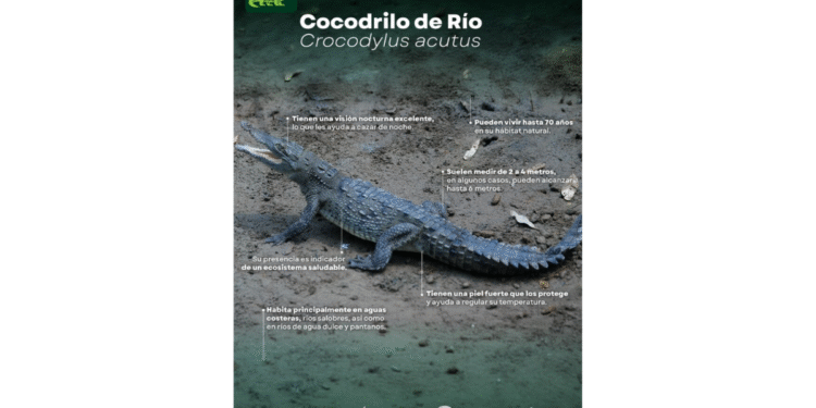 Presentan avances de estrategia para la convivencia responsable humano- cocodrilo en Puerto Vallarta