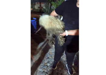Bomberos de Tlajomulco rescataron un perrito que cayó en una zanja