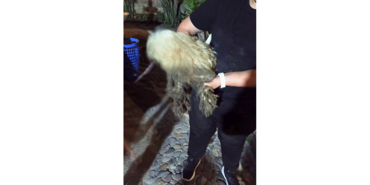 Bomberos de Tlajomulco rescataron un perrito que cayó en una zanja