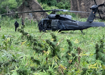 Localiza y destruye Policía de Jalisco cerca de 40 mil plantas de aparente mariguana