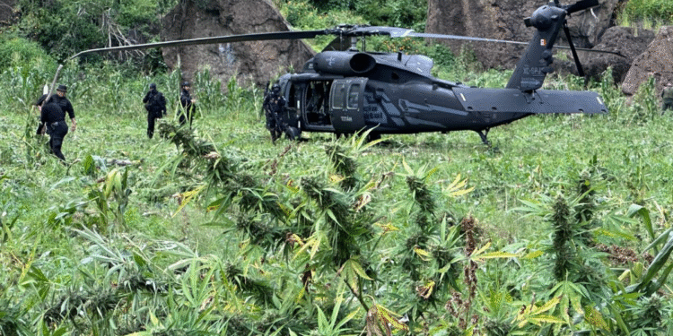 Localiza y destruye Policía de Jalisco cerca de 40 mil plantas de aparente mariguana