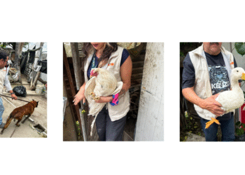 Rescatan a diez animales en operativo contra crueldad animal