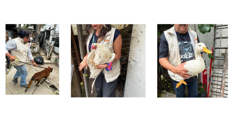 Rescatan a diez animales en operativo contra crueldad animal