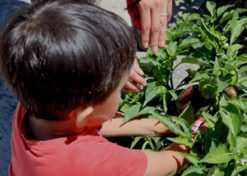 Niñas y niños de la Ludoteca Villa La Loma perteneciente al DIF Zapopan cosechan huerto urbano