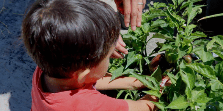 Niñas y niños de la Ludoteca Villa La Loma perteneciente al DIF Zapopan cosechan huerto urbano