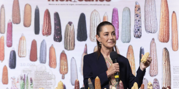 Presidenta Claudia Sheinbaum anuncia programa “Sin maíz no hay país” para producir con bienestar