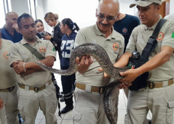 Imparten curso de identificación de manejo, captura de  animales ponzoñosos