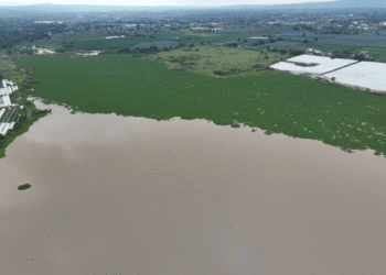 Realizan Gobierno de Jalisco y Arandas limpieza en la presa El Tule para garantizar su operación