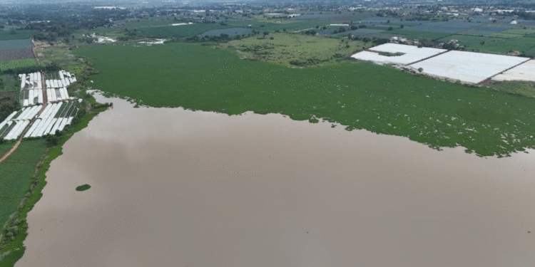 Realizan Gobierno de Jalisco y Arandas limpieza en la presa El Tule para garantizar su operación