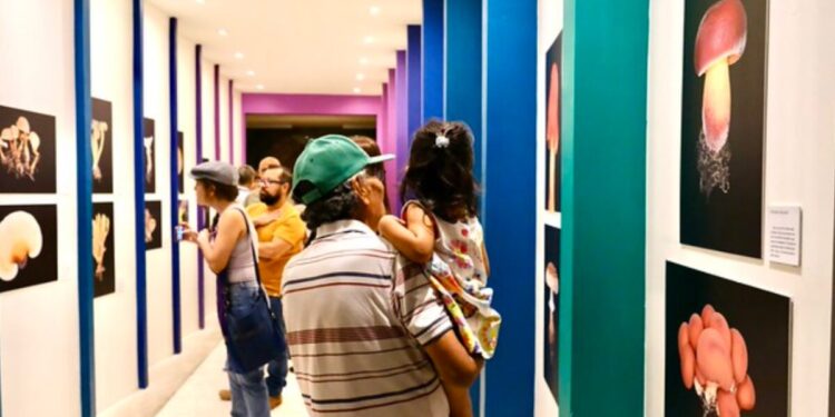 Identifican 213 especies de hongos del Bosque La Primavera en libro ilustrado y exposición fotográfica