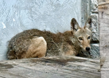 Coyote rescatado vuelve a su hábitat en el Bosque La Primavera