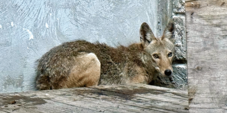 Coyote rescatado vuelve a su hábitat en el Bosque La Primavera