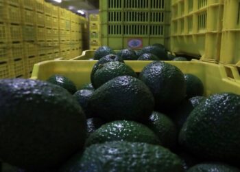 Fortalece Jalisco su liderazgo en sanidad e inocuidad agroalimentaria