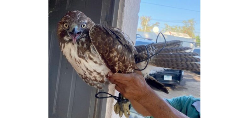 Policías de Tlajomulco aseguraron ejemplar de aguililla cola roja en Geovillas La Arbolada