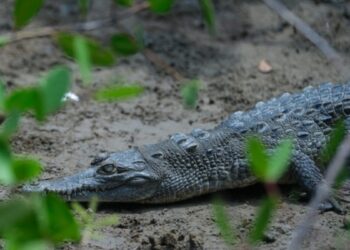 Convoca SEMADET al concurso de fotografía ambiental ‘Jalisco espectacular: cuidemos lo nuestro’
