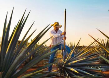 Recibirá Tequila certamen que reconoce las experiencias turísticas más destacadas de México  