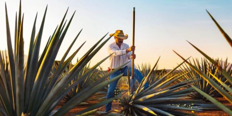 Recibirá Tequila certamen que reconoce las experiencias turísticas más destacadas de México