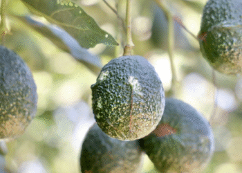 Declaran a tres municipios, y un área agroecológica en Jalisco, como espacios libres de barrenadores del aguacate