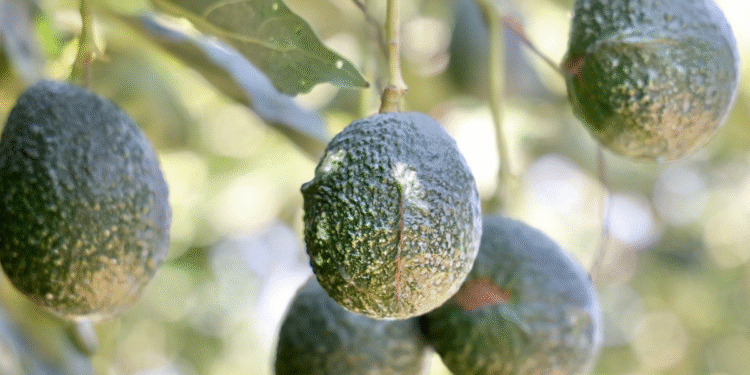 Declaran a tres municipios, y un área agroecológica en Jalisco, como espacios libres de barrenadores del aguacate