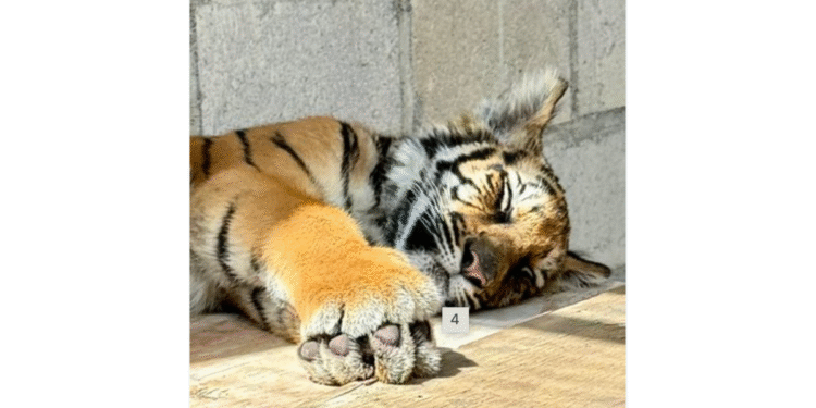 Recibe Gobierno de Tlajomulco ejemplar de tigre para su resguardo temporal