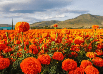 Gobierno de Tlajomulco invita al primer Festival del Cempasúchil en San Sebastián el Grande