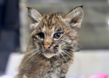 Gobierno de Tlajomulco rescata dos linces y reafirma su liderazgo en protección de fauna silvestre