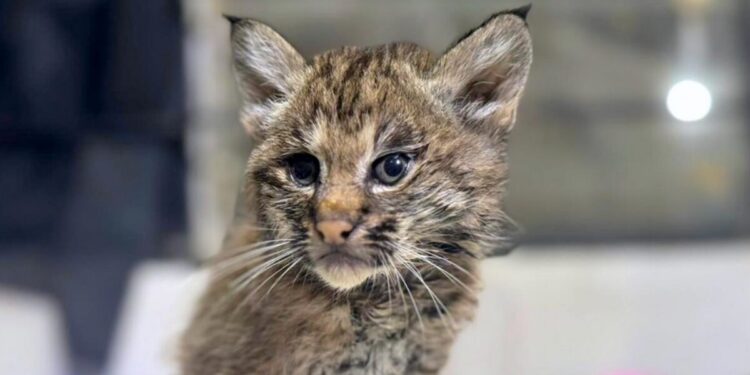 Gobierno de Tlajomulco rescata dos linces y reafirma su liderazgo en protección de fauna silvestre