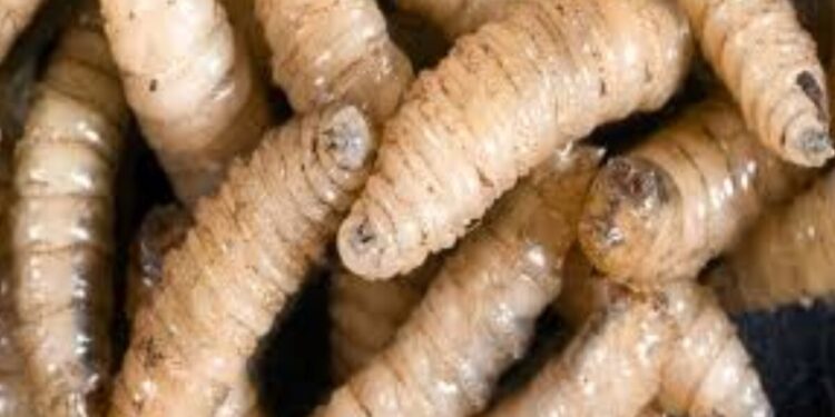 SADER Jalisco detecta oportunamente un caso de Gusano Barrenador del Ganado (GBG), en Encarnación de Díaz