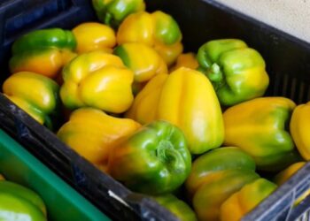 Consolida Jalisco estrategia para llevar su pimiento morrón al mercado japonés