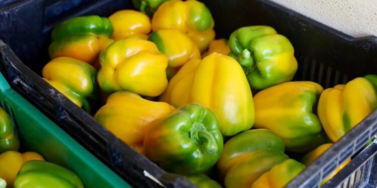 Consolida Jalisco estrategia para llevar su pimiento morrón al mercado japonés