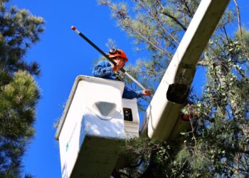 Libera AMBU de muérdago al Parque Natural Huentitán