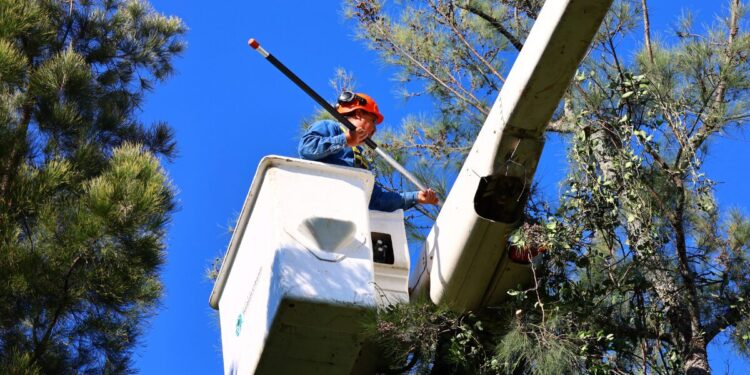 Libera AMBU de muérdago al Parque Natural Huentitán