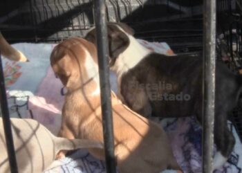 Rescatan a cuatro caninos tras abandono en el municipio de Zapopan