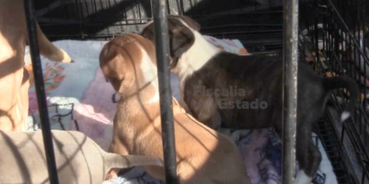 Rescatan a cuatro caninos tras abandono en el municipio de Zapopan