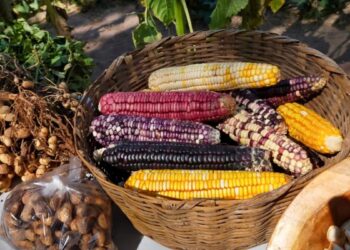 Habilita SADER Jalisco prerregistro para apoyo a productores de maíz blanco