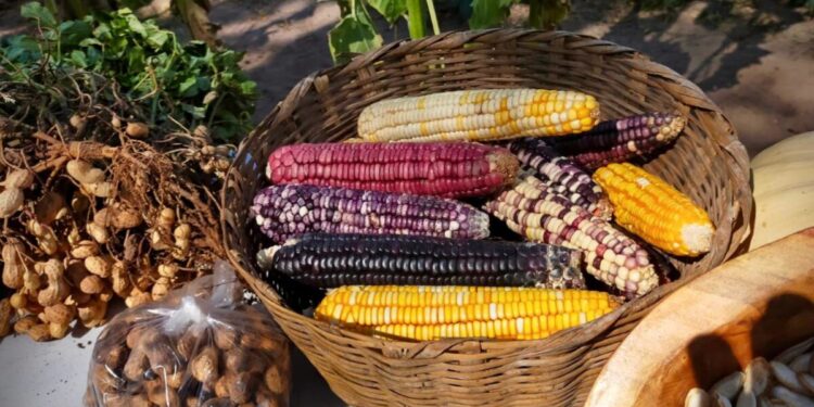 Habilita SADER Jalisco prerregistro para apoyo a productores de maíz blanco