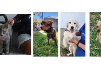 Aprueban en Comisiones de Tlaquepaque modificación a Reglamento para quienes cometan maltrato animal