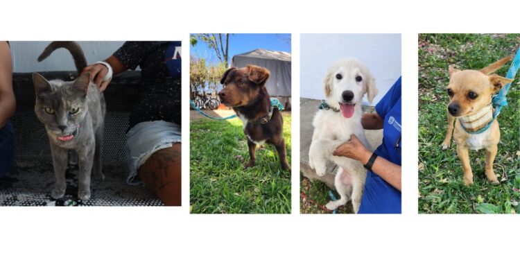 Aprueban en Comisiones de Tlaquepaque modificación a Reglamento para quienes cometan maltrato animal